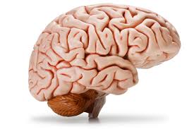 شناخت مغز انسان: گام نخست موفقیت فردی، ارتباطات اجتماعی و کسب و کار